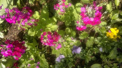 Die Agterplaas B&B