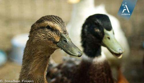Agroturismo La Ferme D'a Yaaz