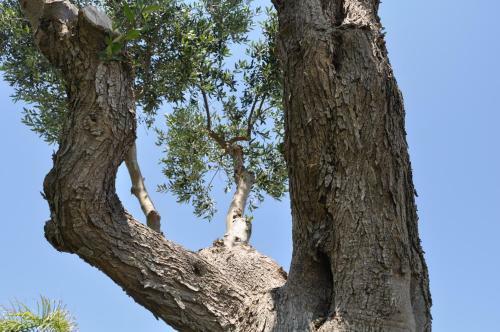 Bed & Breakfast Giardini Di Marzo