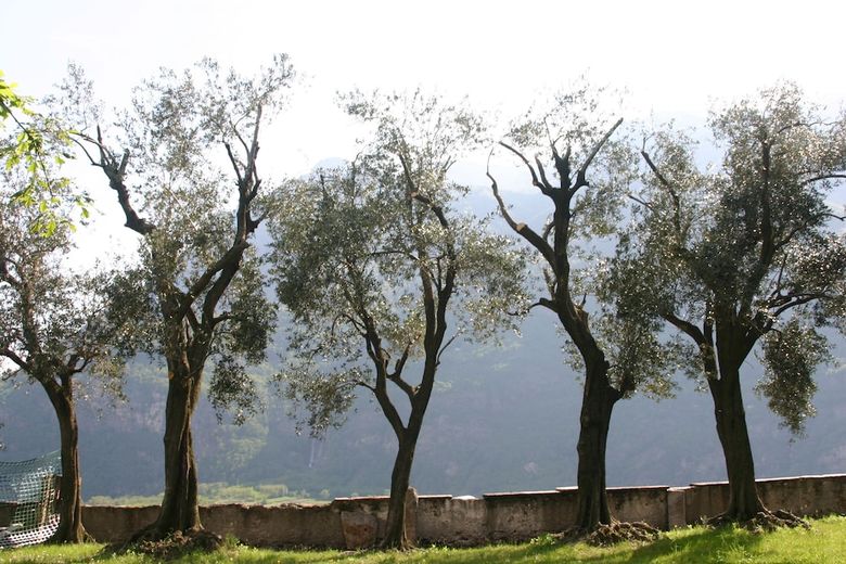 Agroturismo L'ospitalit� Del Castello