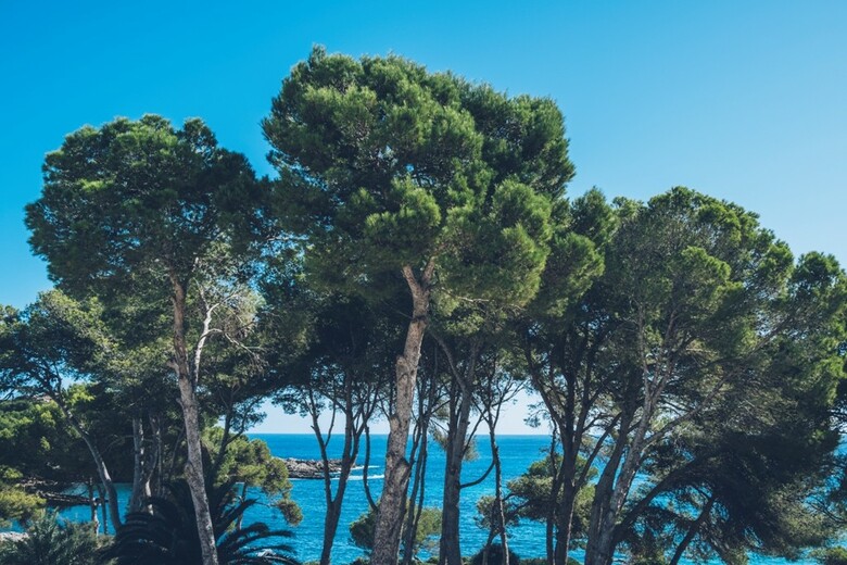 Aparthotel Iberostar Waves Pinos Park