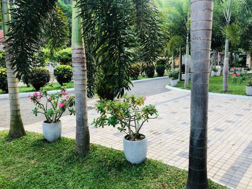 Hostal Peacock Villa