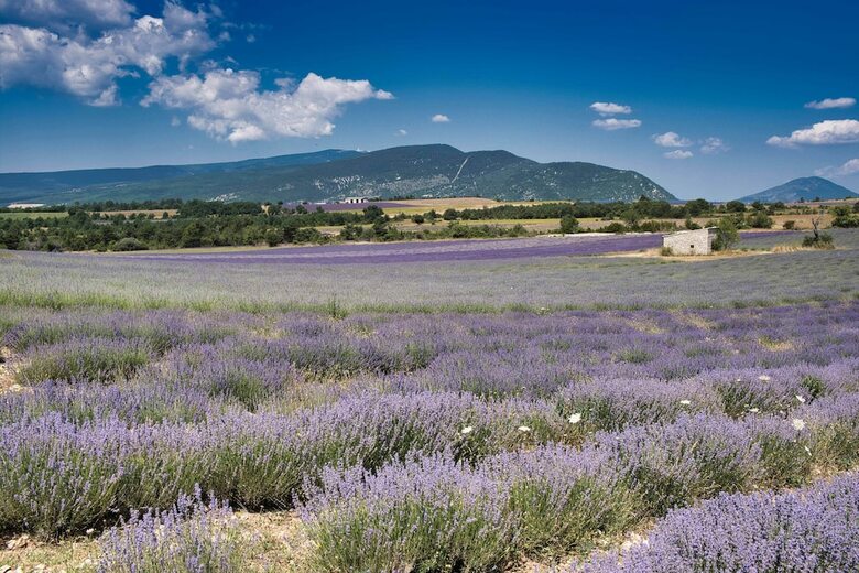 Bed & Breakfast La Bastide Au Ventoux