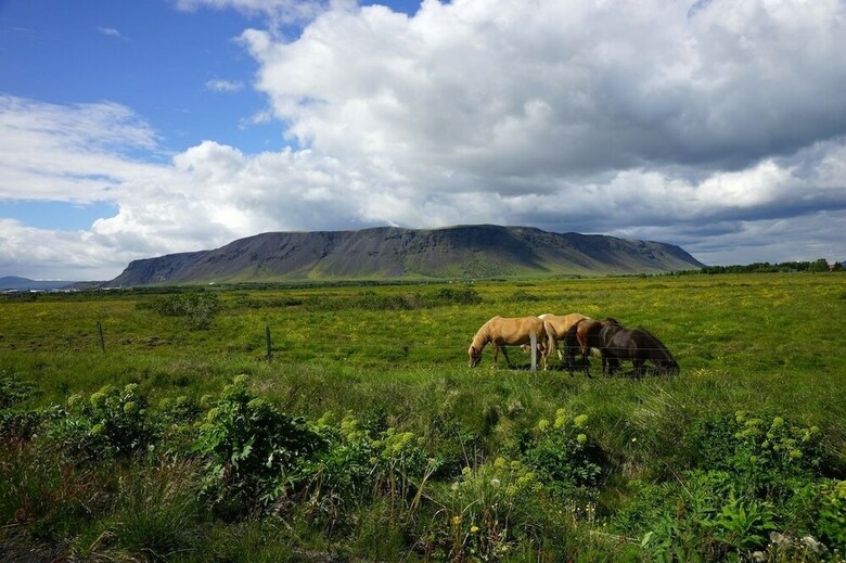 Gesthus Selfoss