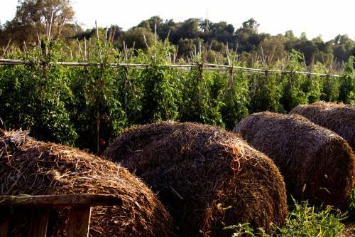 Agroturismo Can Barnosell - Els Masos D'en Coll