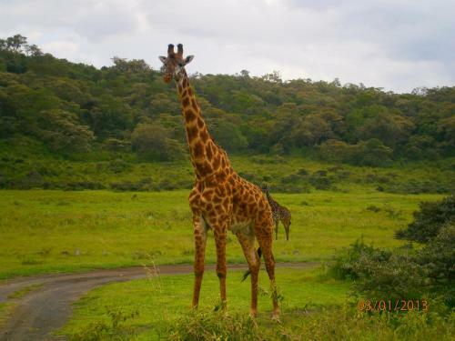 Meru Mbega Lodge