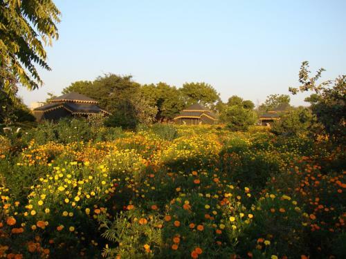 Hotel Orchard Pushkar