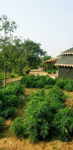 Hotel Orchard Pushkar