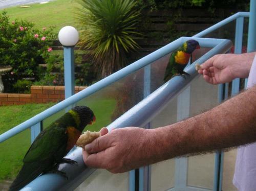 Apartamentos Narooma Golfers Lodge
