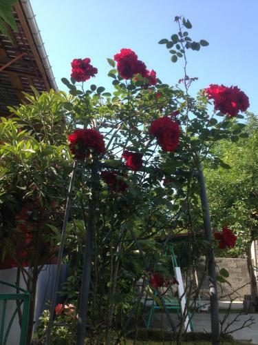 Hostal Guest House Smile