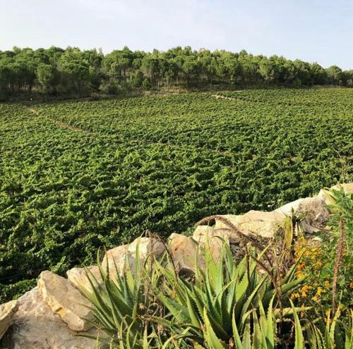 Agroturismo Agriturismo Tenute Pispisa Segesta