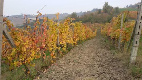Bed & Breakfast Cascina Torello
