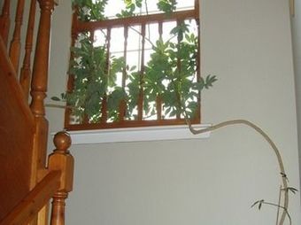 Twin Lions Hotel