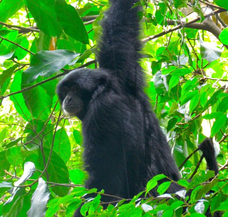 Bed & Breakfast Ecotravel Cottages Bukit Lawang