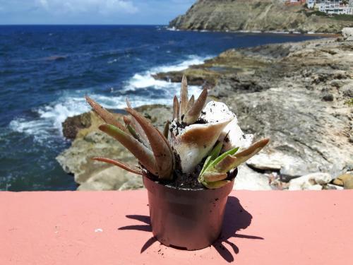 Apartamento Ocean Shore