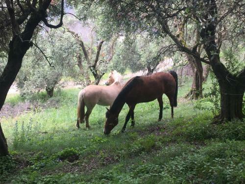 B&B Villa Matilde