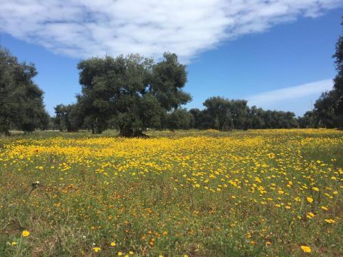 L'ulivo Bed And Breakfast