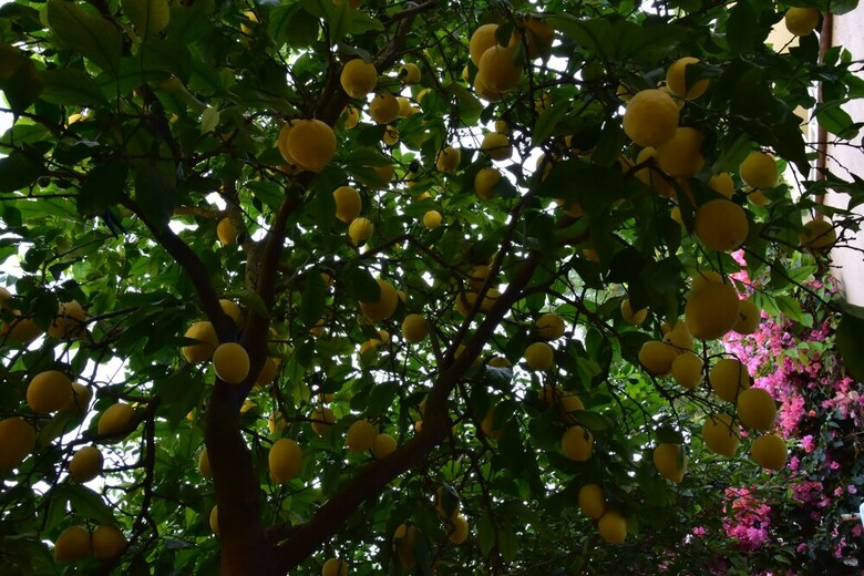 Lemon Garden Lodge