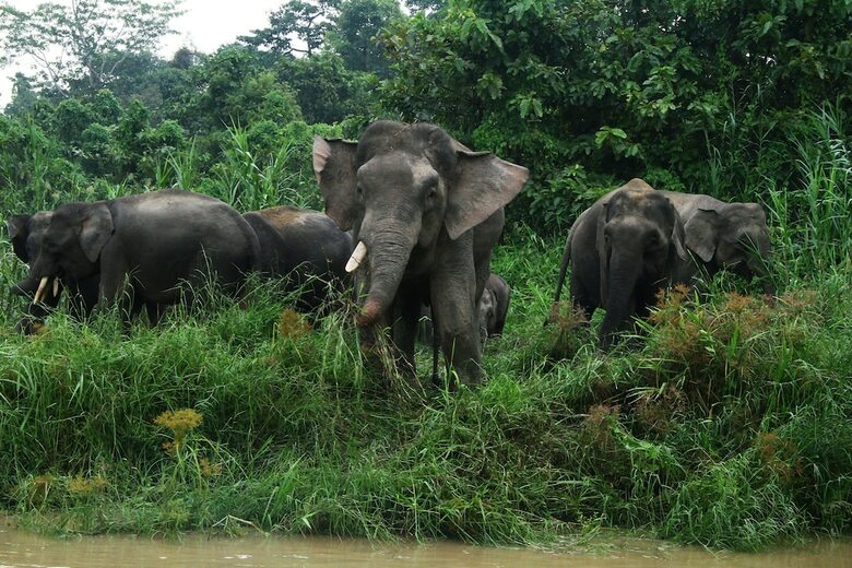 Posada Borneo Nature Lodge