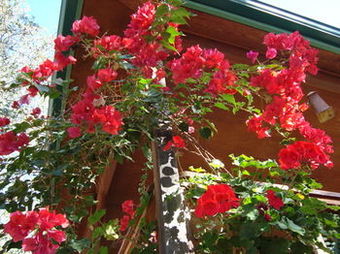 Hotel Bellevue Guesthouse