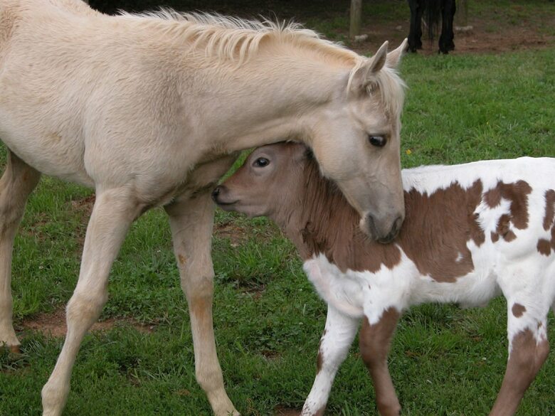 Bed & Breakfast Seventy-four Ranch