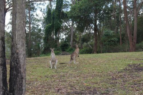 Kempsey Powerhouse Motel