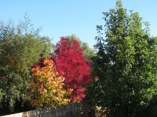 Bed & Breakfast Elm Trees Accommodation @ Ross
