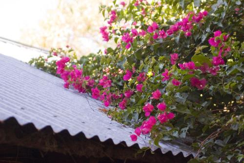 Bamb� River Lodge