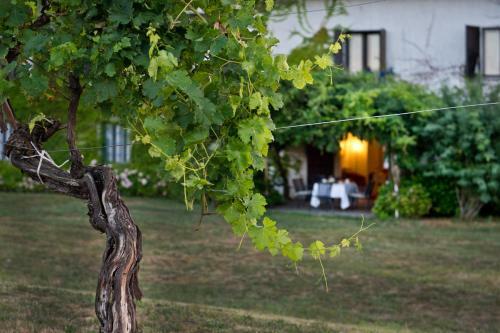 Agroturismo Agriturismo Tra Le Vigne