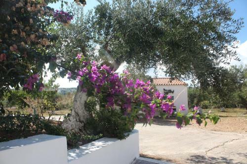 Apartamento Theofilos Appartements