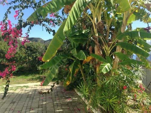 Hostal Vila Nino
