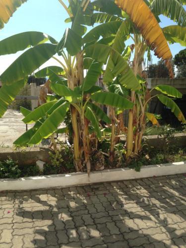 Hostal Vila Nino