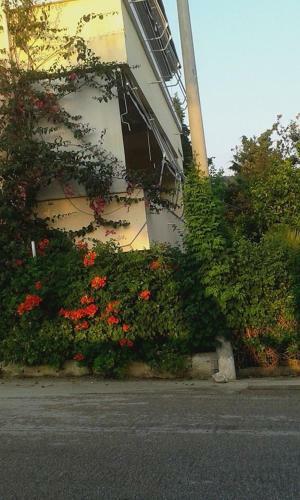 Hostal Vila Nino