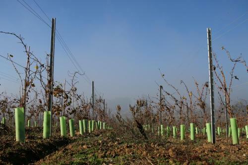 Agroturismo Entre Vinhas E Mar