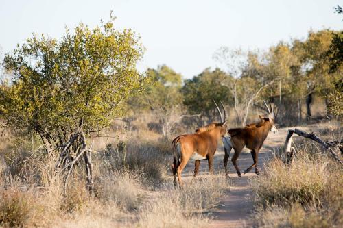 Dzata Private Game Lodge