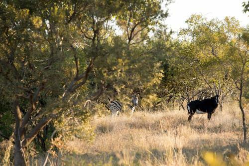 Dzata Private Game Lodge
