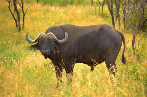 Lodge 57 Waterberg