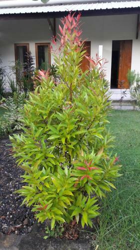 Heavenly Homestay Kuta Lombok