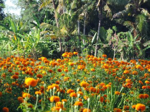 Budhi Ayu Cottages