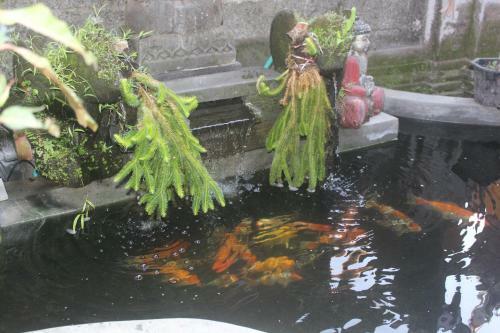 Cantik Homestay
