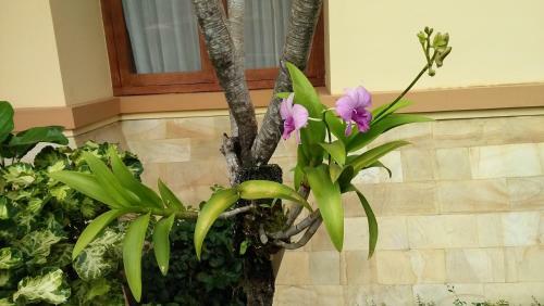 Roemah Canting Homestay