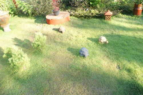 Villa Anjing 2