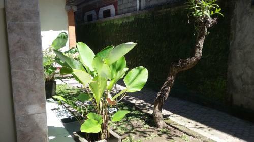 Sri Deva Guest House