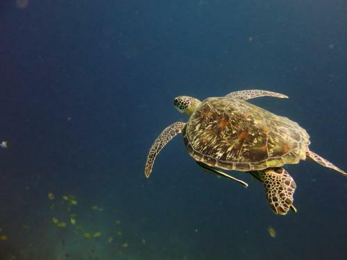Hostal Van Karning Bungalow