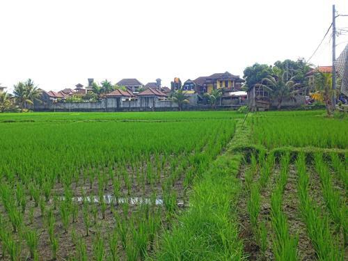 Rena House Ubud