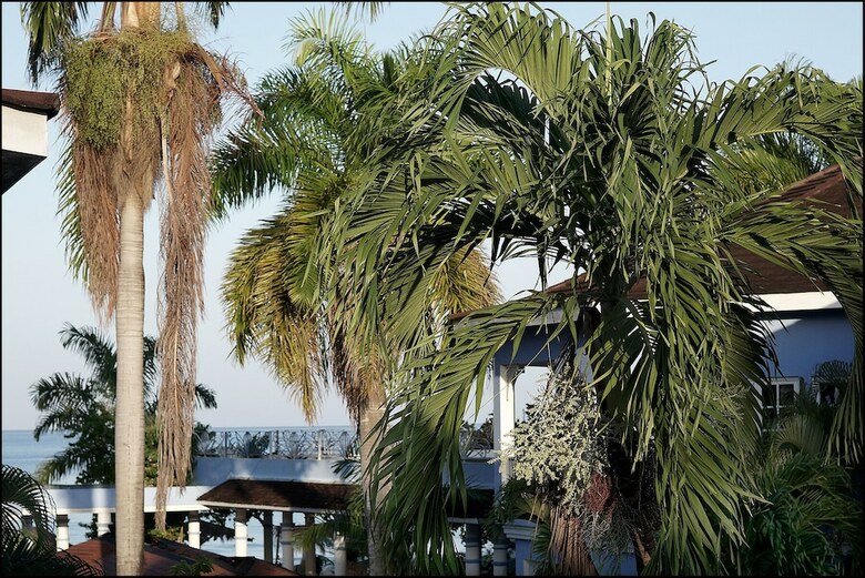 Hotel Beachcomber Club