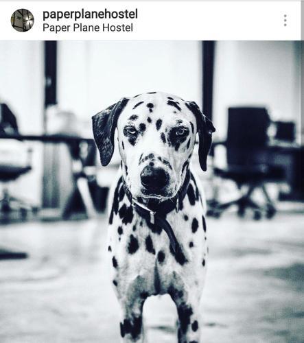 Paper Plane Hostel