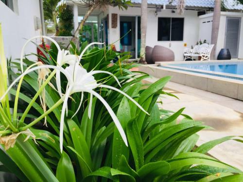 Motel The Courtyard Langkawi