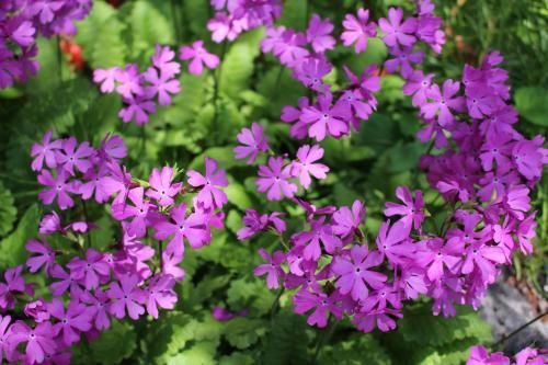Posada Pension Candytuft