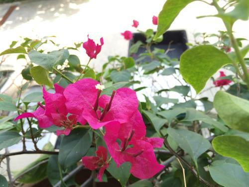 Hostal Jinny Guesthouse